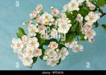 Weißdorn (Crataegus SP.), blühender Zweig, Studio Bild. Stockfoto