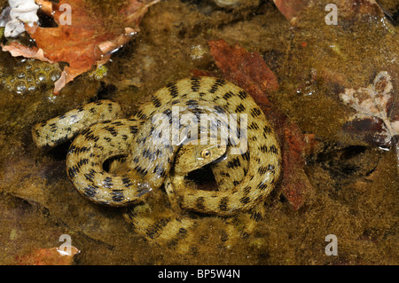 Würfel-Schlange (Natrix Tessellata), im flachen Wasser, Griechenland, Creta, Griechenland Stockfoto