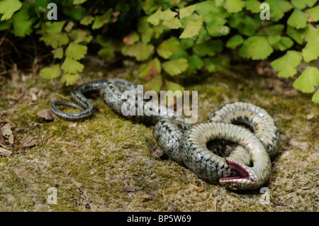 Würfel-Schlange (Natrix Tessellata), Vorgetäuschter Tod, Griechenland, Creta, Griechenland Stockfoto