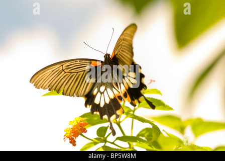 Schwalbenschwanz Schmetterling fliegen und tanzen (Papilio Memnon), Taiwan, Asien. Stockfoto