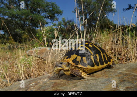 Hermanns Schildkröte, Griechische Schildkröte (Testudo Hermanni), im Lebensraum, Spanien, Katalonia Stockfoto