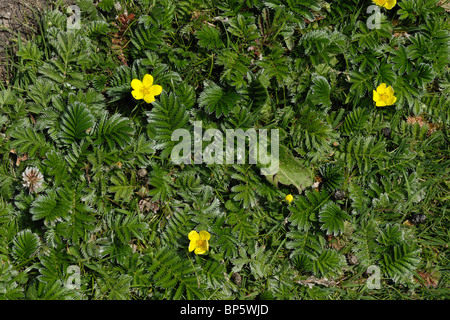 Ein Teppich aus Silverweed Pflanzen (Potentilla heisses) einige Blüte auf der Dorset coast Stockfoto