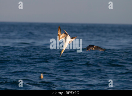 Gannet Sula Bassana Tauchen in das Meer für Lebensmittel Dorset UK Stockfoto