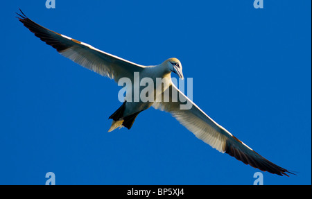 Gannet Sula Bassana im Flug zu tauchen Sie auf der Suche nach Nahrung vor einem blauen Himmel Dorset UK Stockfoto