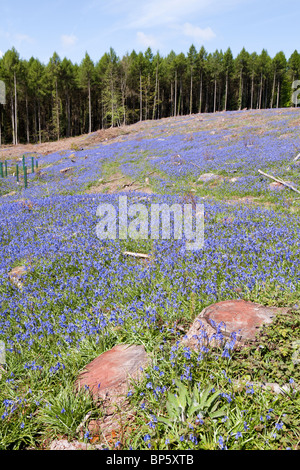 Glockenblumen Blüte nach klaren Abholzung von Wäldern 1 ml NW Lydney, Wald des Dekans, Gloucestershire Stockfoto