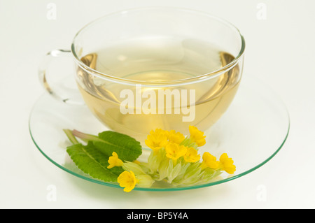 Schlüsselblume (Primula Veris, Primula Officinalis). Eine Tasse Tee mit Blüten, Studio Bild. Stockfoto