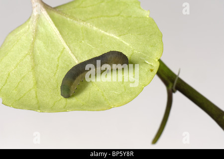 Rübe Blattwespen (Athalia Rosae) Larve auf einem Blatt Brunnenkresse Stockfoto