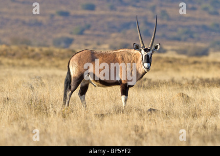 Sonnenuntergang erschossen von einem Oryx, Oryx Gazella in Karoo Bronzeguss Stockfoto