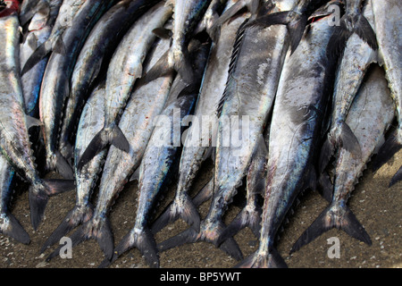 Frisch snoek (thyrsites Atun) liegen auf dem Pier in Hout Bay Hafen in der Nähe von Kapstadt, Südafrika. Stockfoto