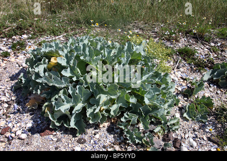 Meerkohl Crambe Maritima wächst an einem Strand an der Westküste von Schottland Stockfoto