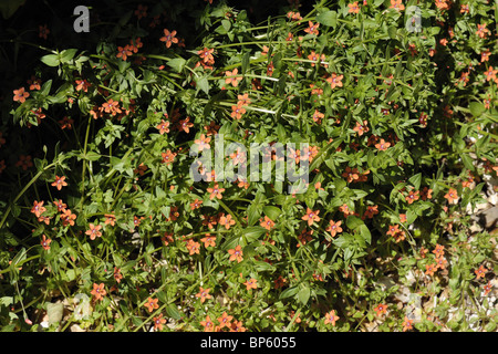 Scarlet Pimpernel (Anagallis Arvensis) rote Blüten im Sommer Stockfoto