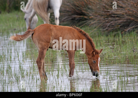 Pferde in der Camargue-Frankreich Stockfoto