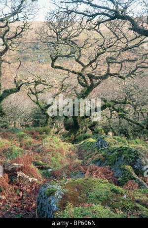 Die mystische und eindringliche Wistmans Holz auf Dartmoor Stockfoto