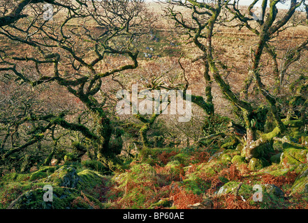 Die mystische und eindringliche Wistmans Holz auf Dartmoor Stockfoto