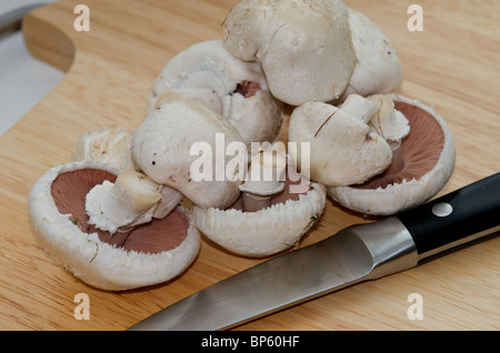 Bio-Feld oder Wiese Champignons (Agaricus Campestris) bereit für den Einsatz in der Küche Stockfoto