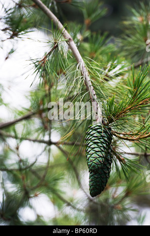 Pinus Armandii. Chinesische Weiße Tannenzapfen. Selektiver Fokus Stockfoto