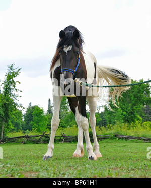 Schwarz / weiß-Pferd auf Blei starrte Fotograf Stockfoto