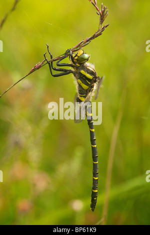 Männlichen goldenen beringten Libelle Stockfoto