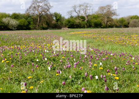 Snakes Head Fritillaries in North Meadow, Cricklade National Nature Reserve, Cricklade, Wiltshire, Großbritannien Stockfoto