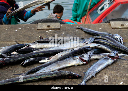 Frisch snoek (thyrsites Atun) liegen auf dem Pier in Hout Bay Hafen in der Nähe von Kapstadt, Südafrika. Stockfoto