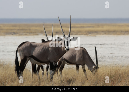 Eine Gruppe von Oryx (Oryx Gazella) in der Mittagshitze in den Etosha Nationalpark, Namibia Stockfoto