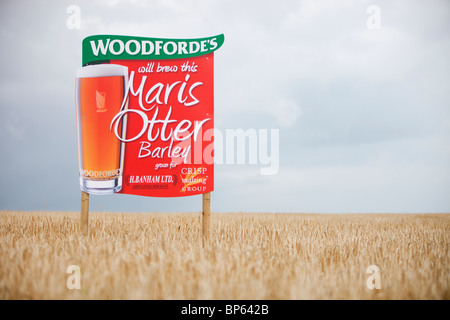 Ein Zeichen für Maris Otter Gerste angebaut für Woodforde Brauerei in Norfolk, England. Stockfoto