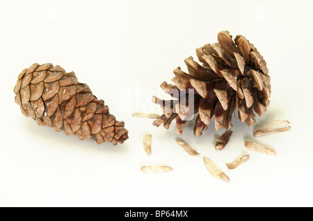 Österreichische Schwarzkiefer, Schwarzkiefer, Korsischen Schwarzkiefer (Pinus Nigra). Zwei Kegel: ein trockener mit offenen Schuppen und eine feuchte mit geschlossen sind. Stockfoto