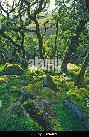 Die mystische und eindringliche Wistmans Holz auf Dartmoor Stockfoto