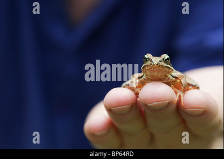 Rana Temporaria. Gemeinsamer Garten Frosch sitzt auf einem mans Hand Stockfoto