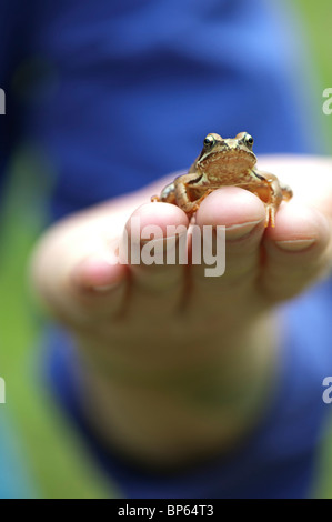 Rana Temporaria. Gemeinsamer Garten Frosch sitzt auf einem mans Hand Stockfoto