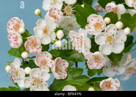 Weißdorn (Crataegus SP.), Blumen. Stockfoto