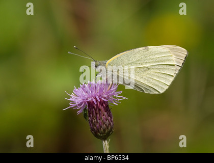 Kleine weiße, Pieris Rapae, fotografiert im Todderstaffe Hall, Singleton, Lancashire Stockfoto