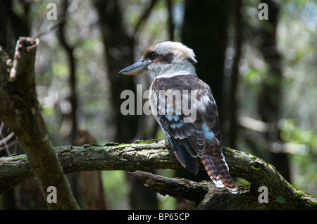 Laughing Kookaburra thront auf Zweig NSW Australia Stockfoto