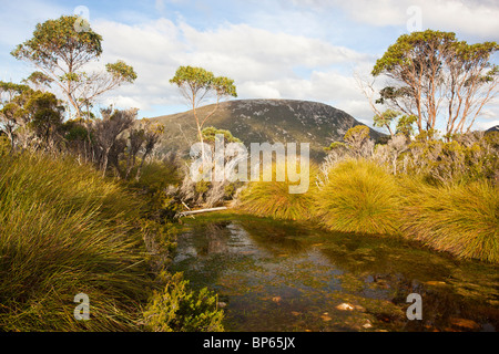 Eine kleine alpine Tarn mit Mount Campbell im Hintergrund am Cradle Mountain im Cradle Mountain-Lake St Clair Nationalpark in Tasmanien Stockfoto