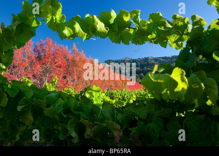 Sweetgum Bäume im Herbst Farbe gesehen durch Reben im Weinberg. In der Nähe von Gyserville, Kalifornien Stockfoto