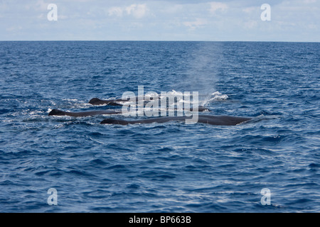 Pottwal, Cachalote, Pottwal, Physeter Macrocephalus, Südküste von Sri Lanka Gruppe der Schifffahrtsweg einloggen Stockfoto