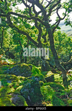 Die mystische und eindringliche Wistmans Holz auf Dartmoor Stockfoto