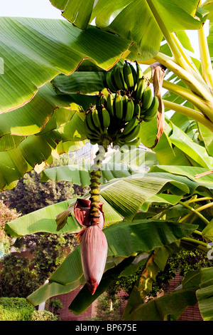 Bananen Früchte hängen von einer Pflanze mit der Blume unten auf dem Gelände eines ägyptischen Hotels in Kairo Stockfoto