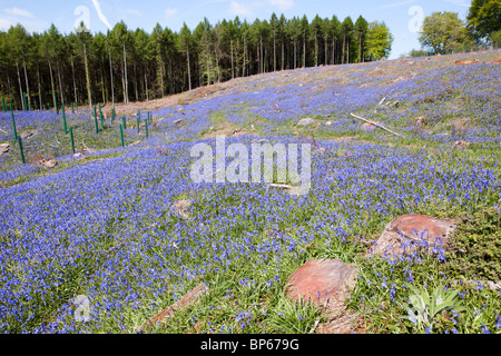 Glockenblumen Blüte nach klaren Abholzung von Wäldern 1 ml NW Lydney, Wald des Dekans, Gloucestershire Stockfoto