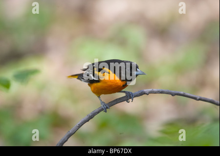 Erwachsene männliche Baltimore Oriole thront auf einem Ast Stockfoto