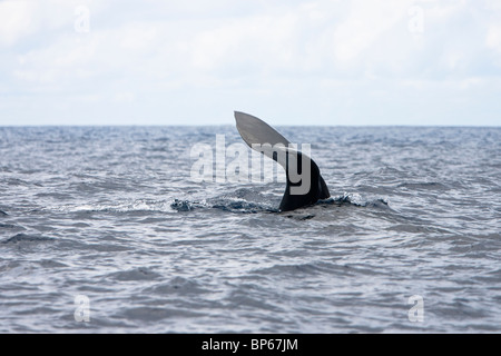 Pottwal, Cachalote, Pottwal, Physeter Macrocephalus, Sri Lankas Südküste Tauchen und wegzuwerfen Stockfoto