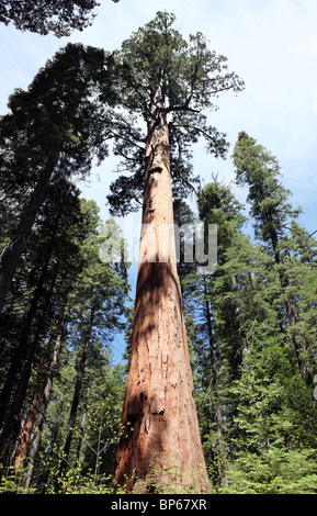 Giant Sequoia Baum im kalifornischen Calaveras Big Tree Park. Stockfoto