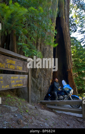 Motorradfahrer-Tourist am Schrein Drive-Thru Baum, Touristenattraktion, Avenue of the Giants Humboldt County, Kalifornien Stockfoto