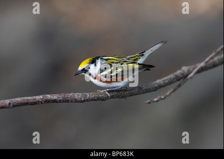 Erwachsene männliche Kastanie-seitig Warbler Zucht Gefieder thront auf einem Ast Stockfoto