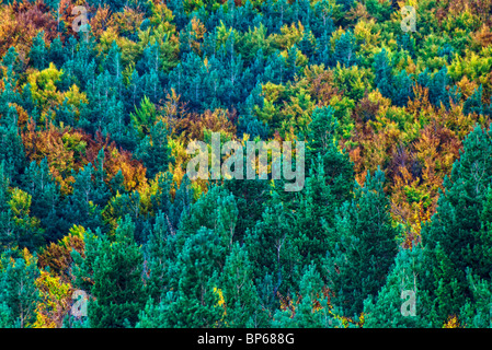 Tejera Negra Buchenholz. Cantalojas. Sierra de Ayllon. Naturpark Sierra Norte de Guadalajara. Provinz Guadalajara. Kastilien-La Mancha. Spanien. Stockfoto