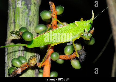 Conehead Grashuepfer, Sub-Familie Copiphorinae, ernähren sich von Obst im tropischen Tieflandregenwald, in der Nähe von Chilamate, Costa Rica. Stockfoto