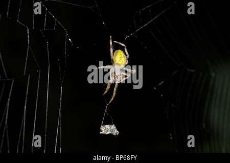 Tropische Spinne mit Beute, die unbeweglich gemacht und in Seide gehüllt wurde. Stockfoto