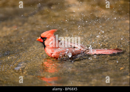 Erwachsene männliche nördlichen Kardinal ein Bad zu nehmen Stockfoto