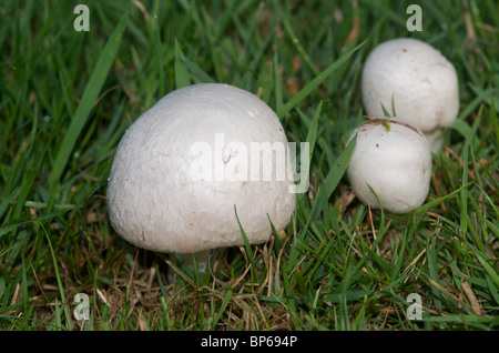 Bio-Feld oder Wiese Champignons (Agaricus Campestris) Stockfoto