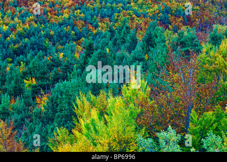 Tejera Negra Buchenholz. Cantalojas. Sierra de Ayllon. Naturpark Sierra Norte de Guadalajara. Provinz Guadalajara. Kastilien-La Mancha. Spanien. Stockfoto